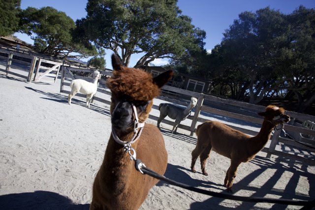 Llamas in the Valley Sun