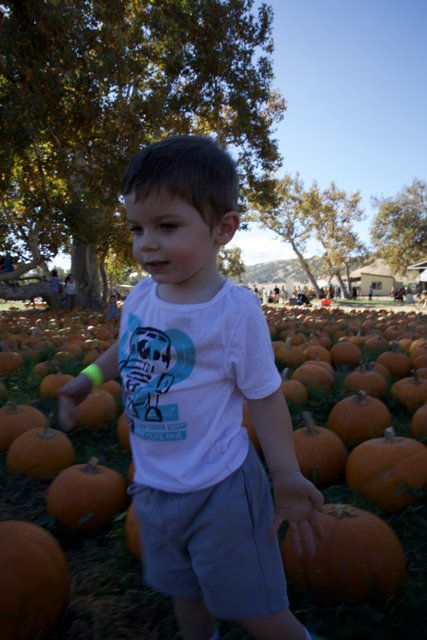 Pumpkin Patch Adventures