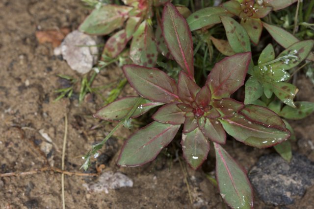 Red and Green Foliage
