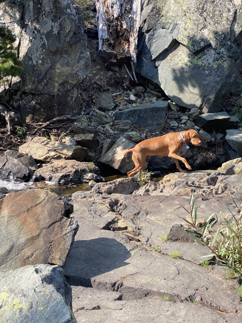 Canine Explorer in the Wilderness