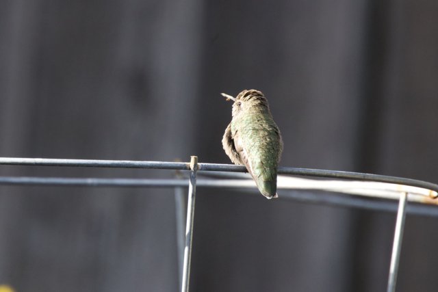 Perched Beauty: A Hummingbird's Rest