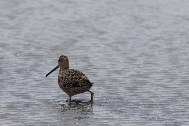 Serene Stroll in the Shallows