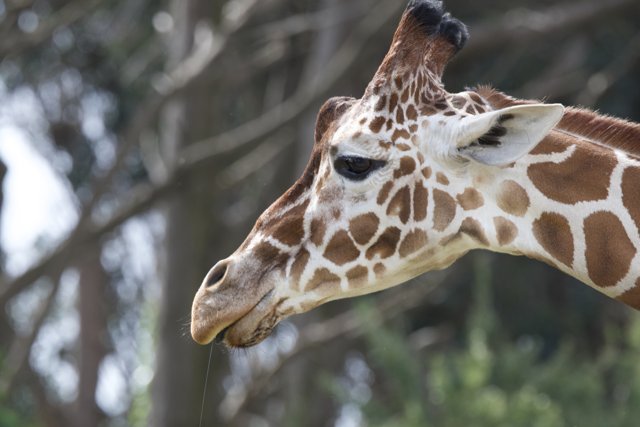 Long-necked Elegance at SF Zoo