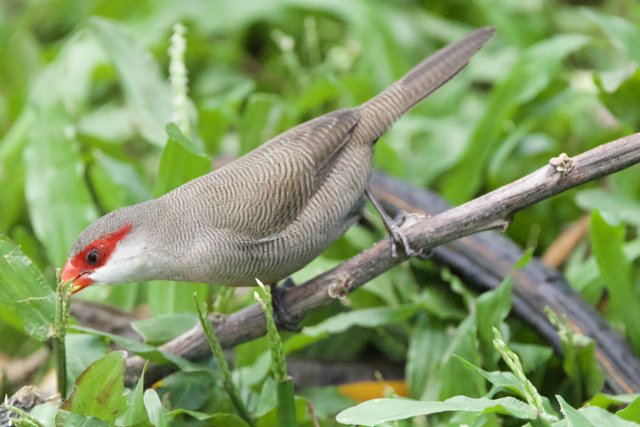 Glimpse of a Red-Browed Finch at Honolulu Zoo
