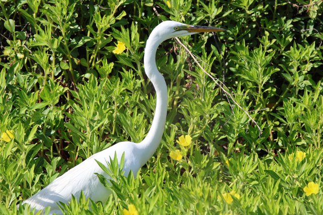 Great Egret Gathering Nesting Material in Spring Wetlands