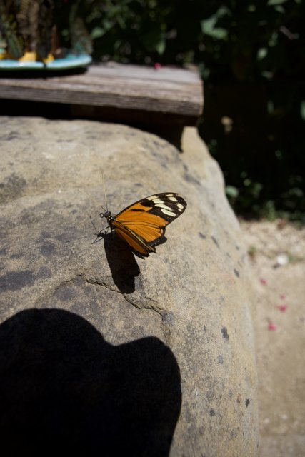 Monarch's Morning Rest