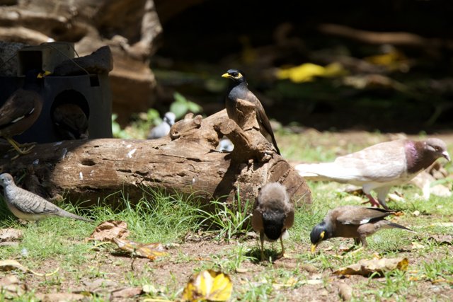 Avian Assembly at Honolulu Zoo