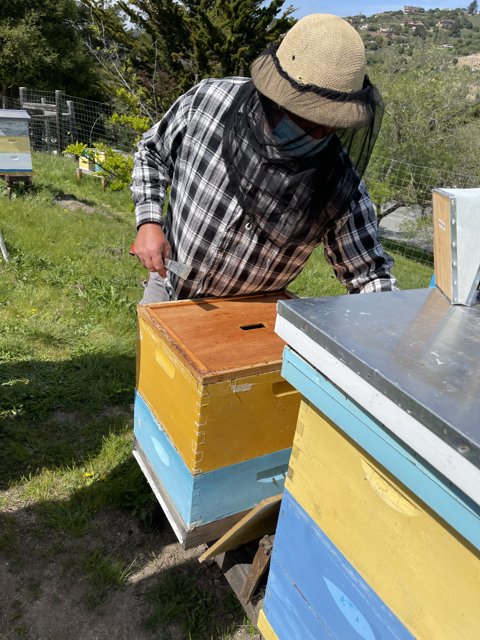 Busy Beekeeper tending to his Apiary
