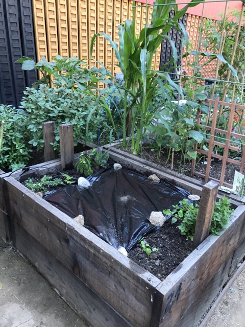 Raised Garden Bed with Plants and Tarp