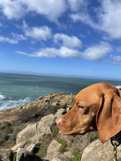 Pensive Vizsla Takes in the View at Jenner Coast