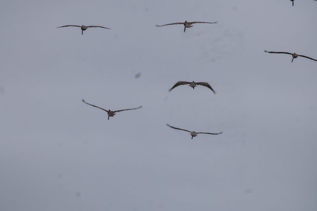 Flock of Large Birds Soaring Through Overcast Sky