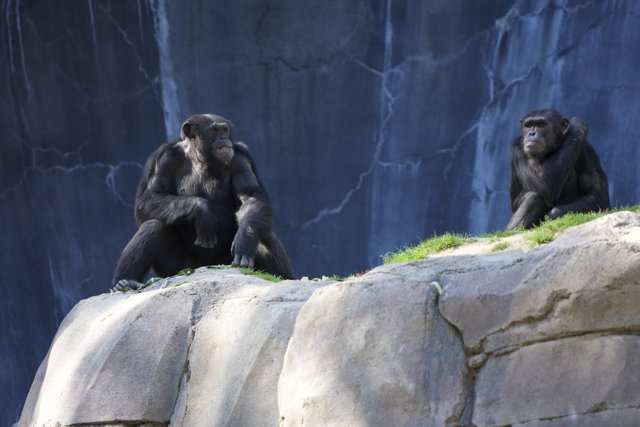 Chimps Soaking Up the Sun