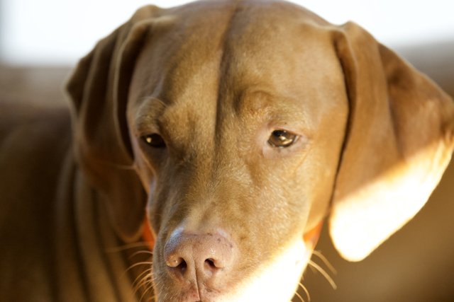 Sunshine Serenity: Portrait of a Labrador Retriever