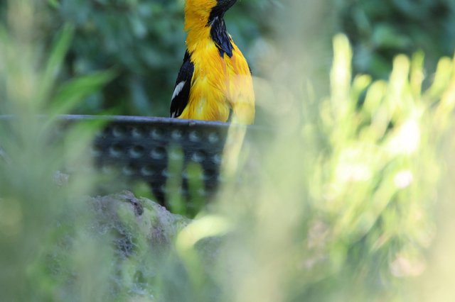 Hooded Oriole Perched Among Garden Foliage