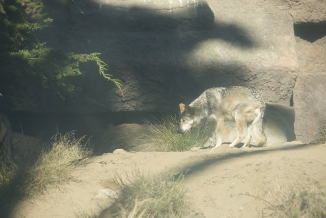 The Wolf of SF Zoo: A Portrait