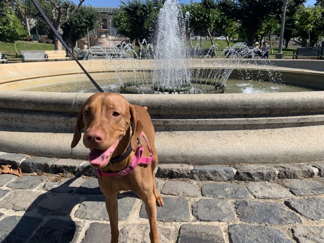 Canine Cool-Off by the Fountain