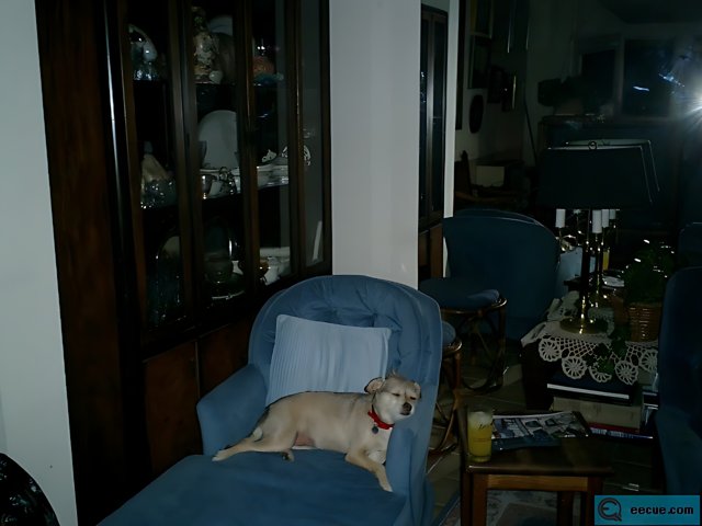 The Pup on the Blue Armchair