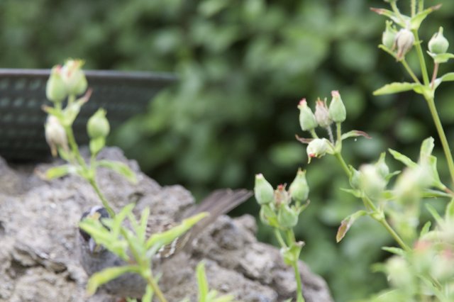 Delicate Buds on Weathered Wood in Garden