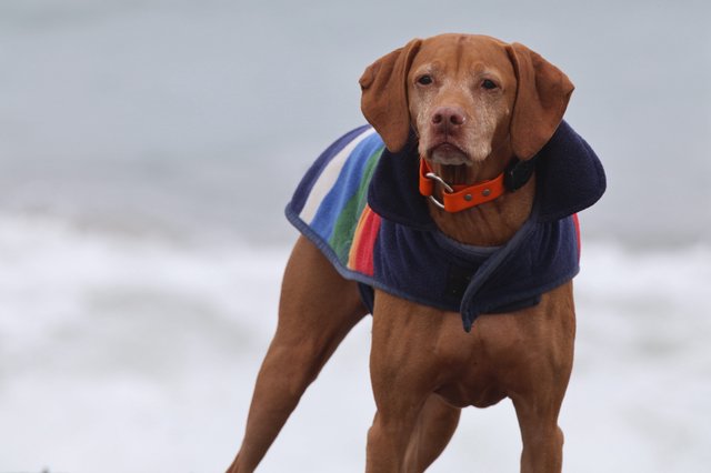 Stoic Vizsla in Rainbow Coat Braves the Beach