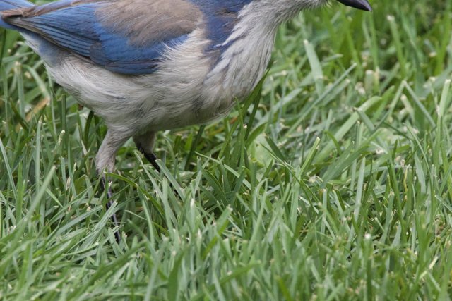 Feathered Wanderer