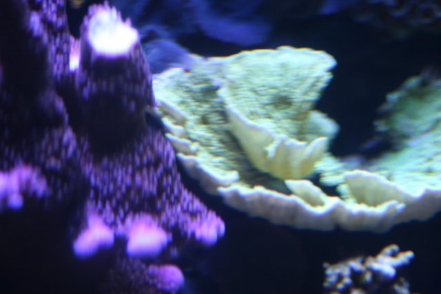Vibrant Coral in the Reef