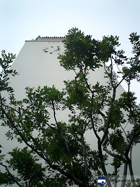 Towering Tree Amidst Urban Architecture