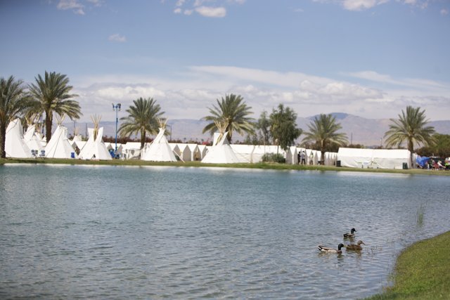 Ducks Enjoying a Serene Pond