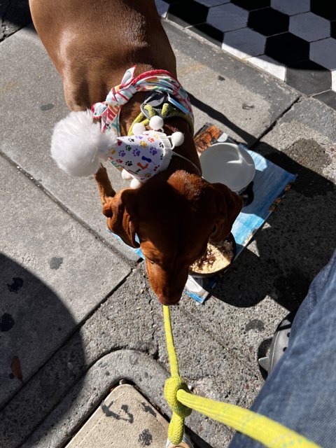 Stylish Pooch on the San Francisco Sidewalk