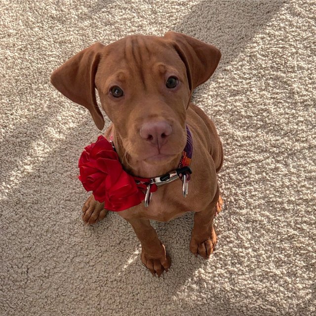 Brown Vizsla with Red Flower Necklace