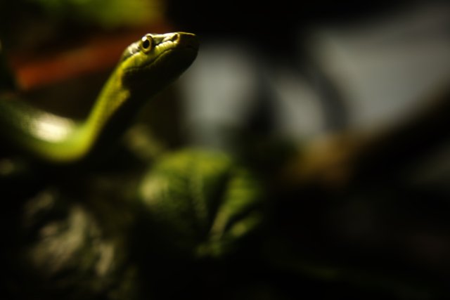 Slithering Serenity at California Academy of Sciences
