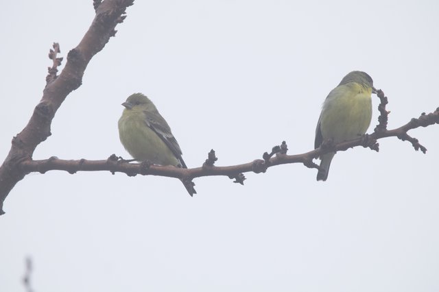 American Goldfinches Perched on Winter Branch