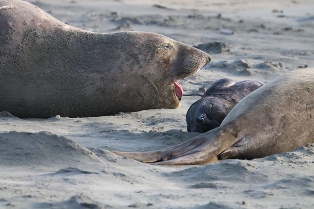 Northern Elephant Seals Resting on Sandy Beach