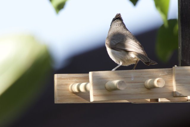 Afternoon Visitor
