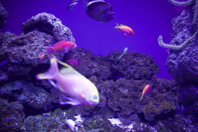 Underwater Rainbow: A Symphony of Sea Life