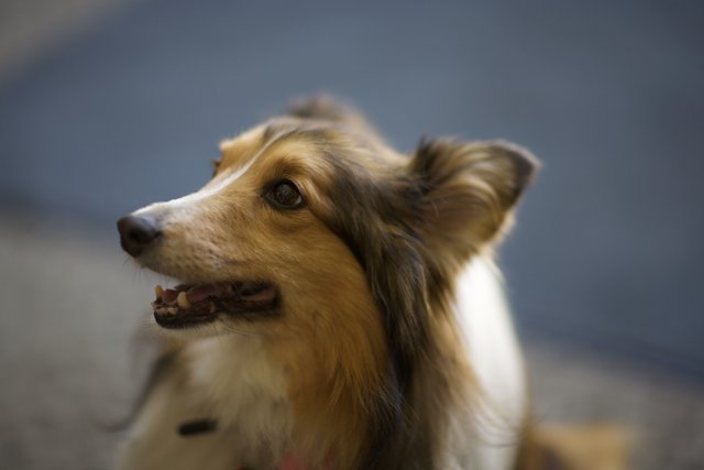 Long-haired Collie