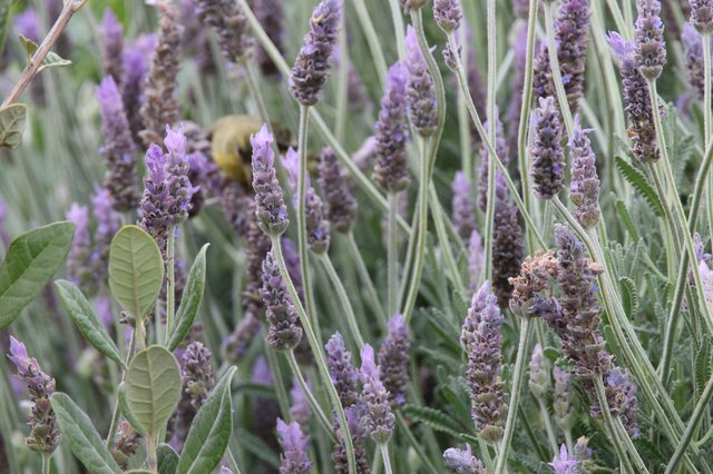 Bumblebee Foraging Among Purple Lavender Blooms