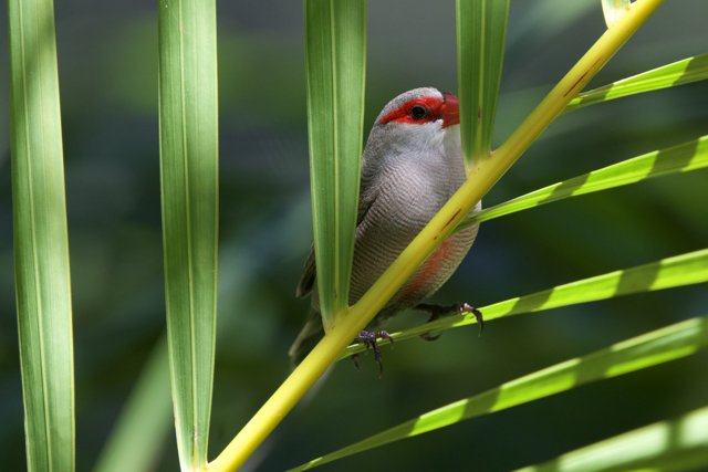 Serenity in the Foliage: A Cardinal Finch at Honolulu Zoo