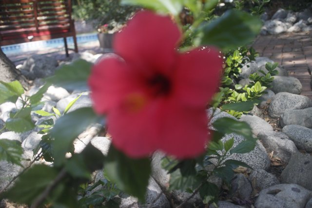 Vibrant Geranium Flower in Altadena