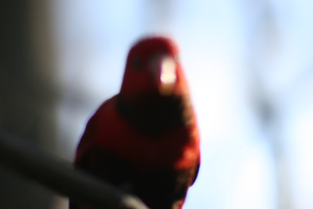 Red Avian Visitor