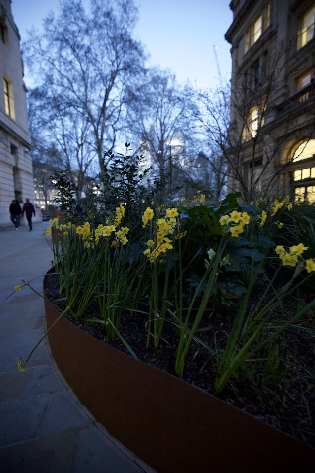 Yellow Daffodils Bloom at Dusk in London