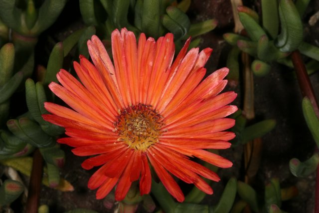 Lone Orange Daisy Among the Foliage