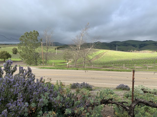Purple Fields in San Luis Obispo