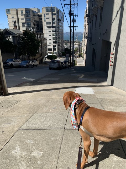 Canine Companion in the City