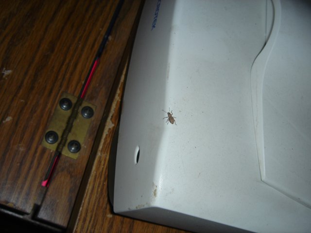 Critters on the Clicker