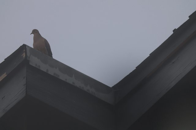 Mourning Dove Perched on Rooftop at Dusk