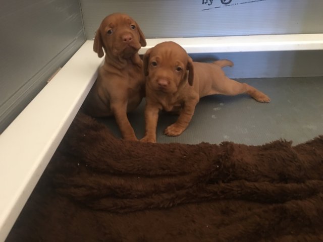 Adorable Vizsla Puppies Waiting For Their Forever Homes