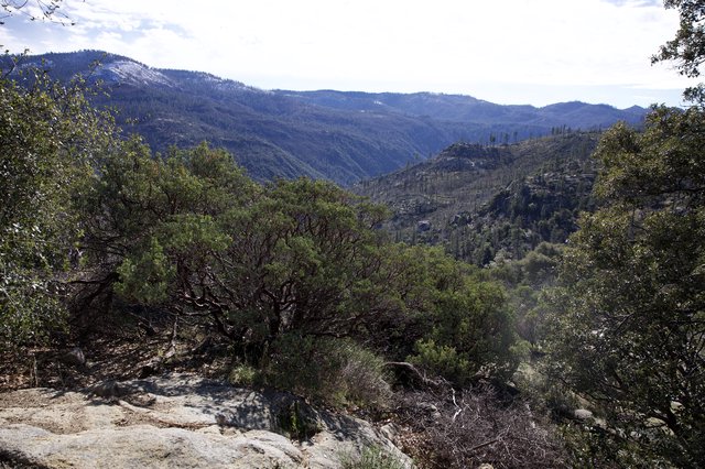 Mountain Valley Vista Through Evergreen Forest
