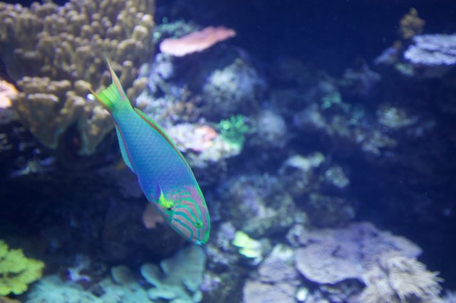 Vibrant Wrasse Swimming Among Coral Reef