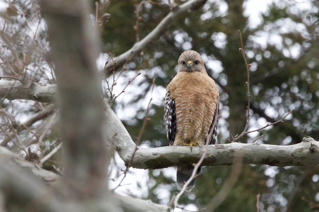 Red-Shouldered Hawk Perched on Winter Branch
