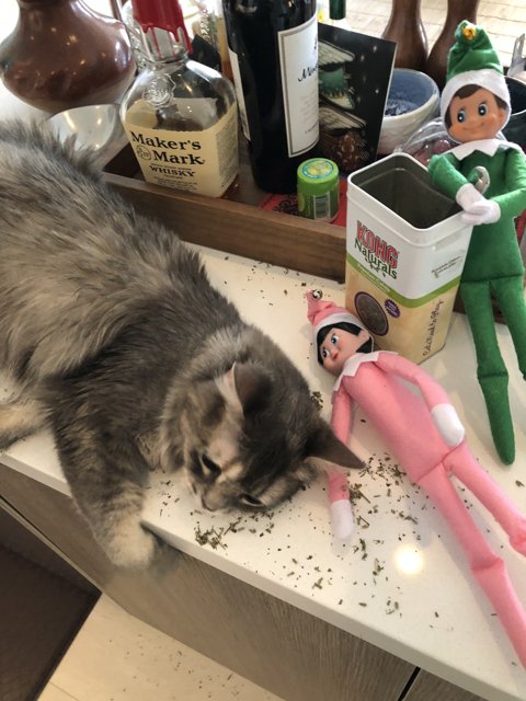 Cat and Elf on the Counter